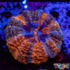 TR 0501326 LPS H06