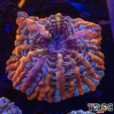 Rainbow Indophyllia  I01
