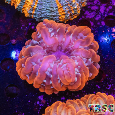 Red Double Head Indophyllia I03