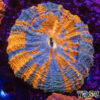 TR 0501326 LPS I04