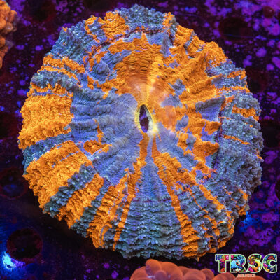 Orange Crush Acanthophyllia I04
