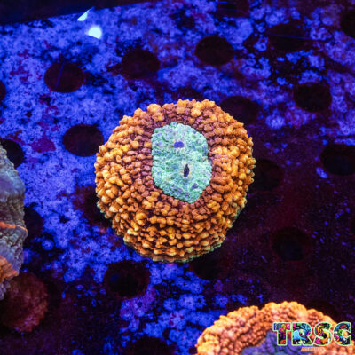 TR Spawned Acanthophyllia I06
