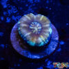 TR 0501326 SCOLY A03