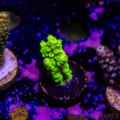 TR Premium Acro R1-A02