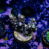 TR 050626 SPS R1 B03