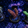 TR 050626 SPS R1 C04
