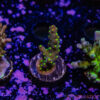 TR 050626 SPS R1 C07