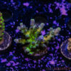 TR 050626 SPS R1 C08