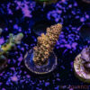 TR 050626 SPS R1 C09