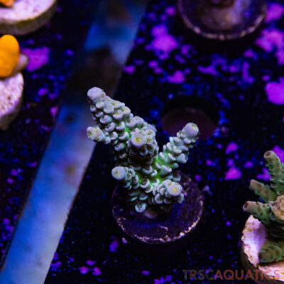 TR Premium Acro R1-D01