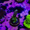 TR 050626 SPS R1 E03