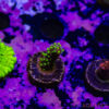 TR 050626 SPS R1 E05