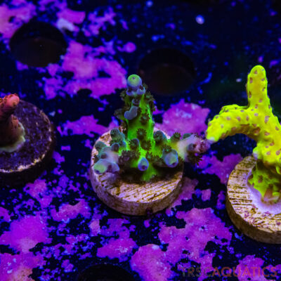 TR Premium Acro R1-E07