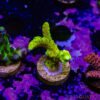 TR 050626 SPS R1 E08