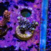 TR 050626 SPS R1 E10