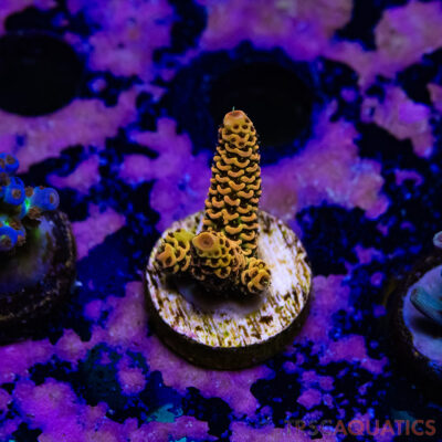 TR Premium Acro R1-G03