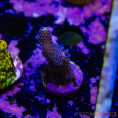 TR Premium Acro R1-G10