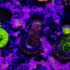 TR 050626 SPS R1 I02