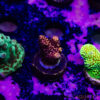 TR 050626 SPS R1 I05