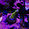TR 050626 SPS R1 J10