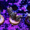 TR 050626 SPS R2 B03