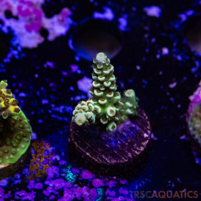 TR Premium Acro R2-B06