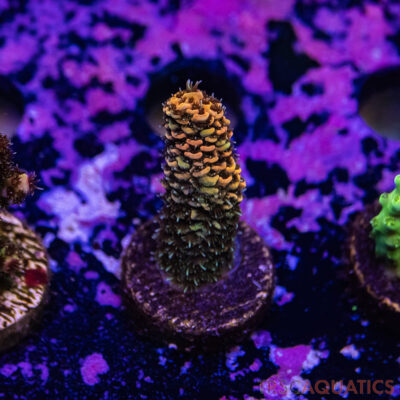 TR Premium Acro R2-C03