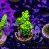 TR 050626 SPS R2 C06