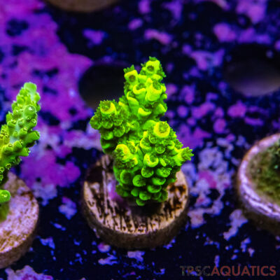 TR Premium Acro R2-C06