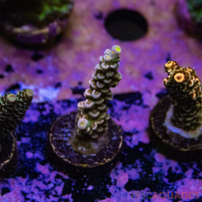 TR Premium Acro R2-E06
