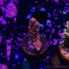 TR 050626 SPS R2 F01