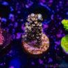 TR 050626 SPS R2 F02