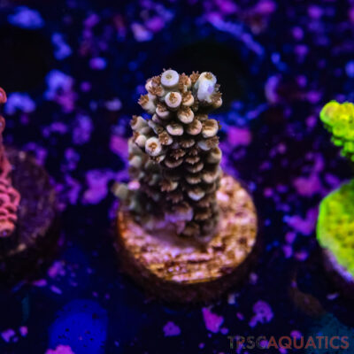 TR Premium Acro R2-F02