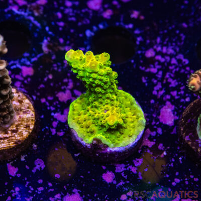 TR Premium Acro R2-F03