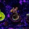 TR 050626 SPS R2 F04