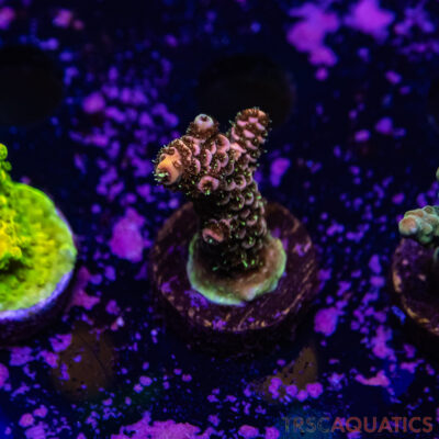 TR Premium Acro R2-F04