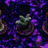 TR 050626 SPS R2 F05