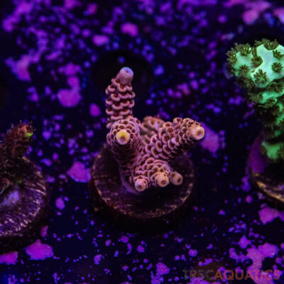 TR Premium Acro R2-F07