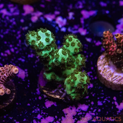 TR Premium Acro R2-F08
