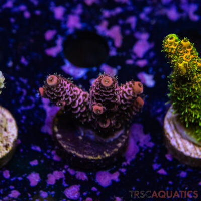 TR Premium Acro R2-G03