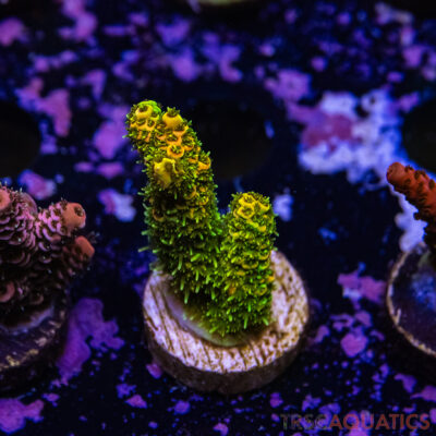 TR Premium Acro R2-G04