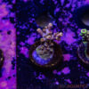TR 050626 SPS R2 H01