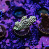 TR 050626 SPS R2 I04