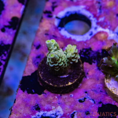 TR Premium Acro R3-C01