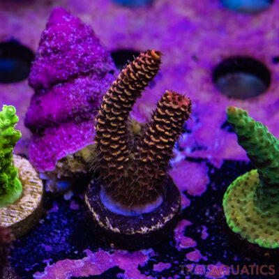 TR Premium Acro R3-E02