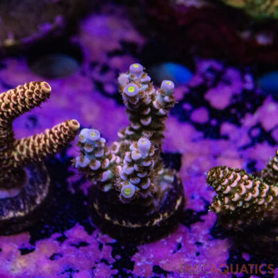 TR Premium Acro R3-E08