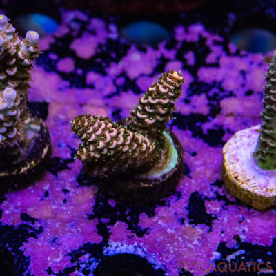 TR Premium Acro R3-E09