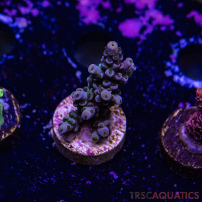 TR Premium Acro R3-G04