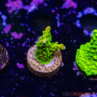 TR Premium Acro R3-G08