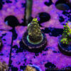 TR 050626 SPS R4 E01